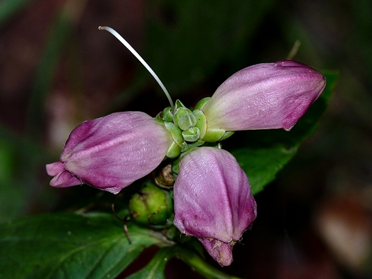 {Chelone obliqua}
